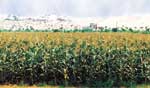Benguela: a relatively well-developed agriculture sector with many agrarian projects implemented by non-governmental organisations